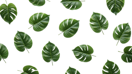 Green monstera leaves scattered on a white background in a natural setting with tropical plants