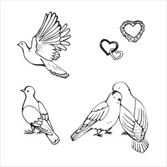 Obraz premium Pigeons in one line, beautiful and cool.