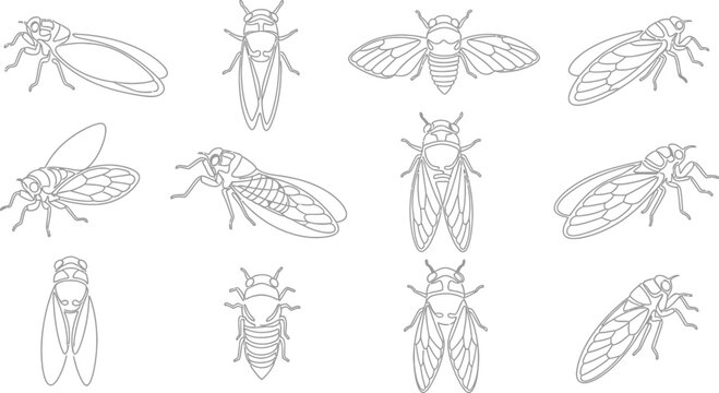 Collection of cicadas