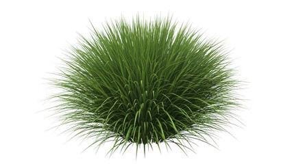 A lush green grass bush grows naturally outdoors in a serene environment from a high viewpoint.