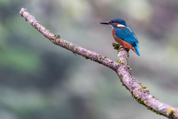 Ein wundersch&ouml;ner Eisvogel auf einem Zweig