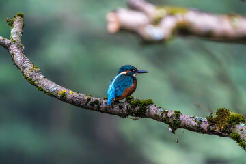 Ein wundersch&ouml;ner Eisvogel auf einem Zweig