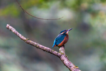 Ein wundersch&ouml;ner Eisvogel auf einem Zweig