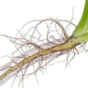 Spinach Root System With Fungal Hyphae Network