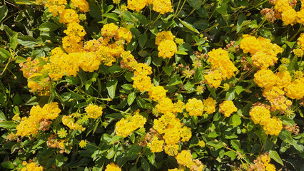 A yellow flowering lantana or lantana gold (Lantana sellowiana) blooming in late December as a vibrant winter flower in Mediterranean region