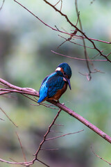 Ein wundersch&ouml;ner Eisvogel auf einem Zweig