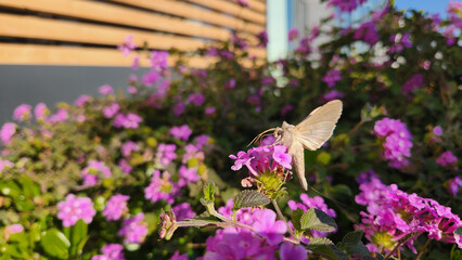 A moth feeding &ccedil;on trailing lantana or Purple potion (Lantana sellowiana) blooming in late December as a vibrant winter flower in Mediterranean region
