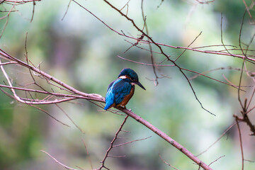 Ein wundersch&ouml;ner Eisvogel auf einem Zweig