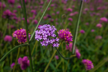 The cosmos flower fields are blooming beautifully in their natural habitat.