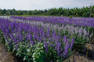 The cosmos flower fields are blooming beautifully in their natural habitat.