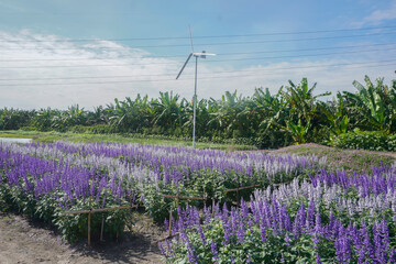 The cosmos flower fields are blooming beautifully in their natural habitat.