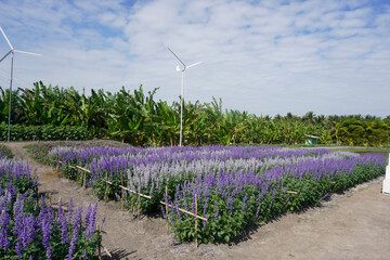 The cosmos flower fields are blooming beautifully in their natural habitat.