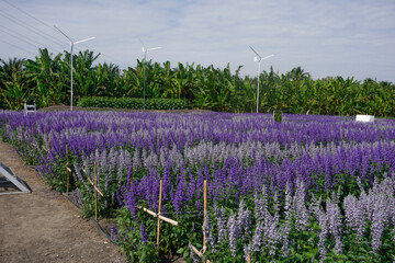 The cosmos flower fields are blooming beautifully in their natural habitat.
