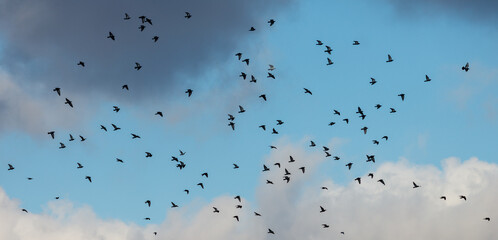 Fototapeta premium A flock of birds flying in the sky