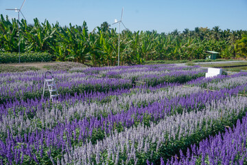 The cosmos flower fields are blooming beautifully in their natural habitat.