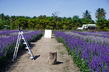 The cosmos flower fields are blooming beautifully in their natural habitat.