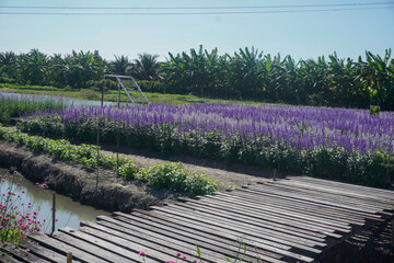 The cosmos flower fields are blooming beautifully in their natural habitat.