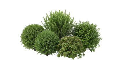 A group of green shrubs and bushes growing together in a natural setting outdoors.