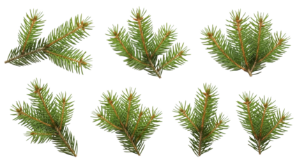 Eight pine tree branches on white background for decoration and nature themes freely usable