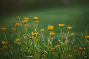 Calendula Flowers Growing in the Garden