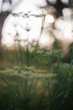 Flowering Fennel Herb in the Garden with a soft background