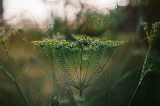 Flowering Fennel Herb in the Garden with a soft background