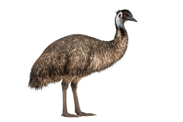 Emu Australian bird full body isolated on transparent background
