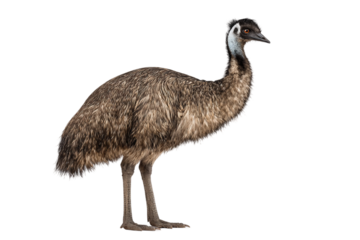 Emu Australian bird full body isolated on transparent background