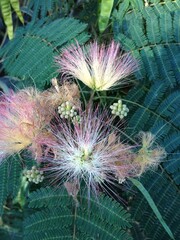 (Yellow and purple delicate fiber plant among green leaves