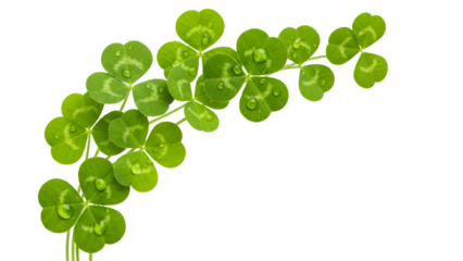 Fresh green shamrocks adorned with sparkling dew drops arranged diagonally against a deep black background cutout