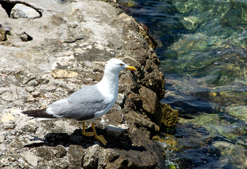 Seagull standing on coastal rocks by green sea