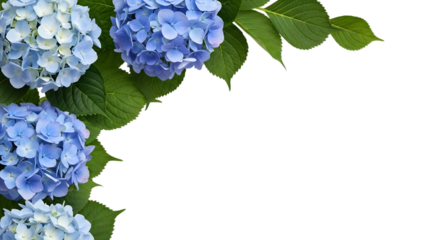Blue hydrangea flower corner border with layered petals and rich green leaves, realistic bloom density, studio botanical photography look, clean transparent background