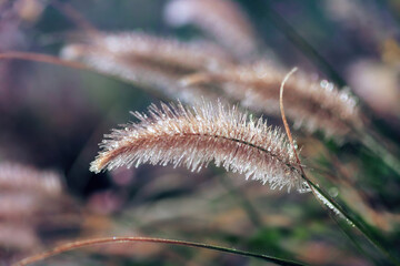 Closeup Hameln dwarf fountain grass (Pennisetum) cover sparkle ice in winter garden, selective focus