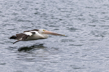 Close up of a Pelican skimming the surface of the water at Woy Woy, NSW, Australia on 12 December 2025