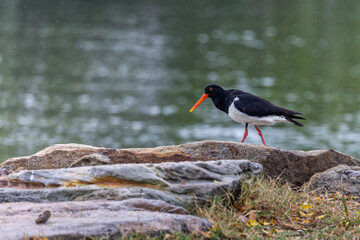 Close up of a Pied Oystercatcher with red beak on shoreline in Woy Woy, NSW, Australia