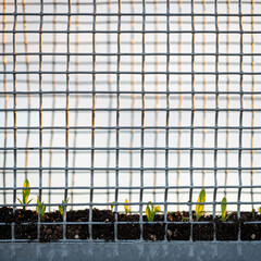 Young plants growing behind a metal grid fence in a garden setting viewed from the side