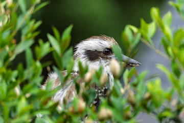 Closae up of a Kookaburra bird head poking through leaves of tree in Narara,NSW, Australia