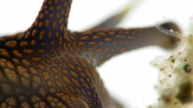 Macro shot of a sea slug feeding, tentacle detail, white background, for nature articles