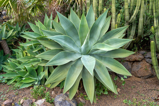 Drachenbaum-Agave (Agave attenuata) gro&szlig;e Blattrosette in einem Garten in Valverde, El Hierro - Focus Stacking Vorderansicht