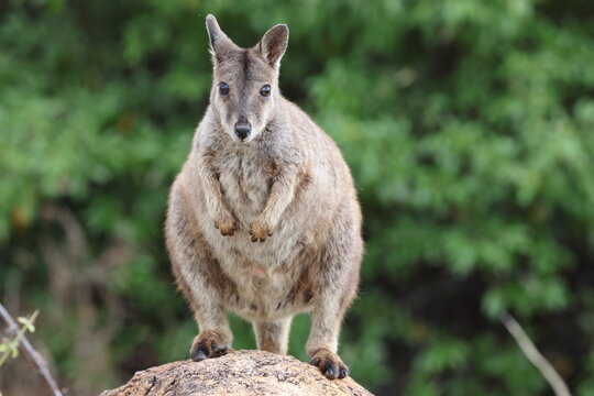 Mareeba rock-wallaby (Petrogale mareeba) Queensland, Australia