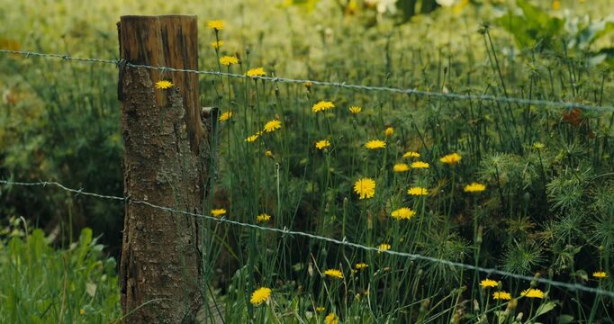 Wild Yellow Flowers Growing in Natural Meadow