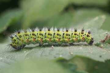 Closeup on the green hairy caterpillar of the small emperor moth, Saturnia pavonia © Henk