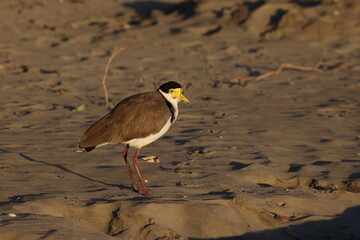  masked lapwing (Vanellus miles)  Queensland, Australia