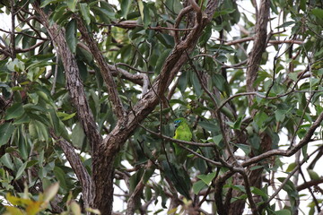  double-eyed fig parrot (Cyclopsitta diophthalma) Queensland, Australia