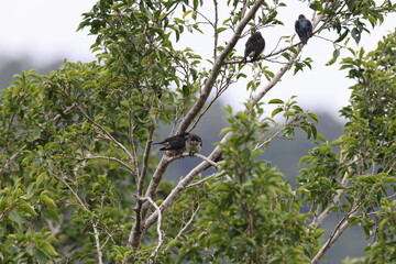 metallic starling (Aplonis metallica) Queensland, Australia