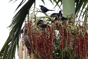 metallic starling (Aplonis metallica) Queensland, Australia