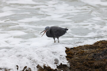 Pacific reef heron (Egretta sacra)  Queensland, Australia
