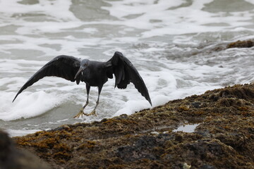 Pacific reef heron (Egretta sacra)  Queensland, Australia