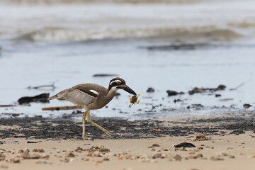 beach stone-curlew (Esacus magnirostris)  Queensland, Australia
