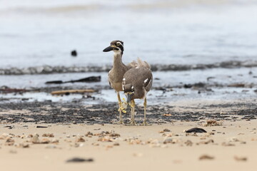 beach stone-curlew (Esacus magnirostris)  Queensland, Australia
